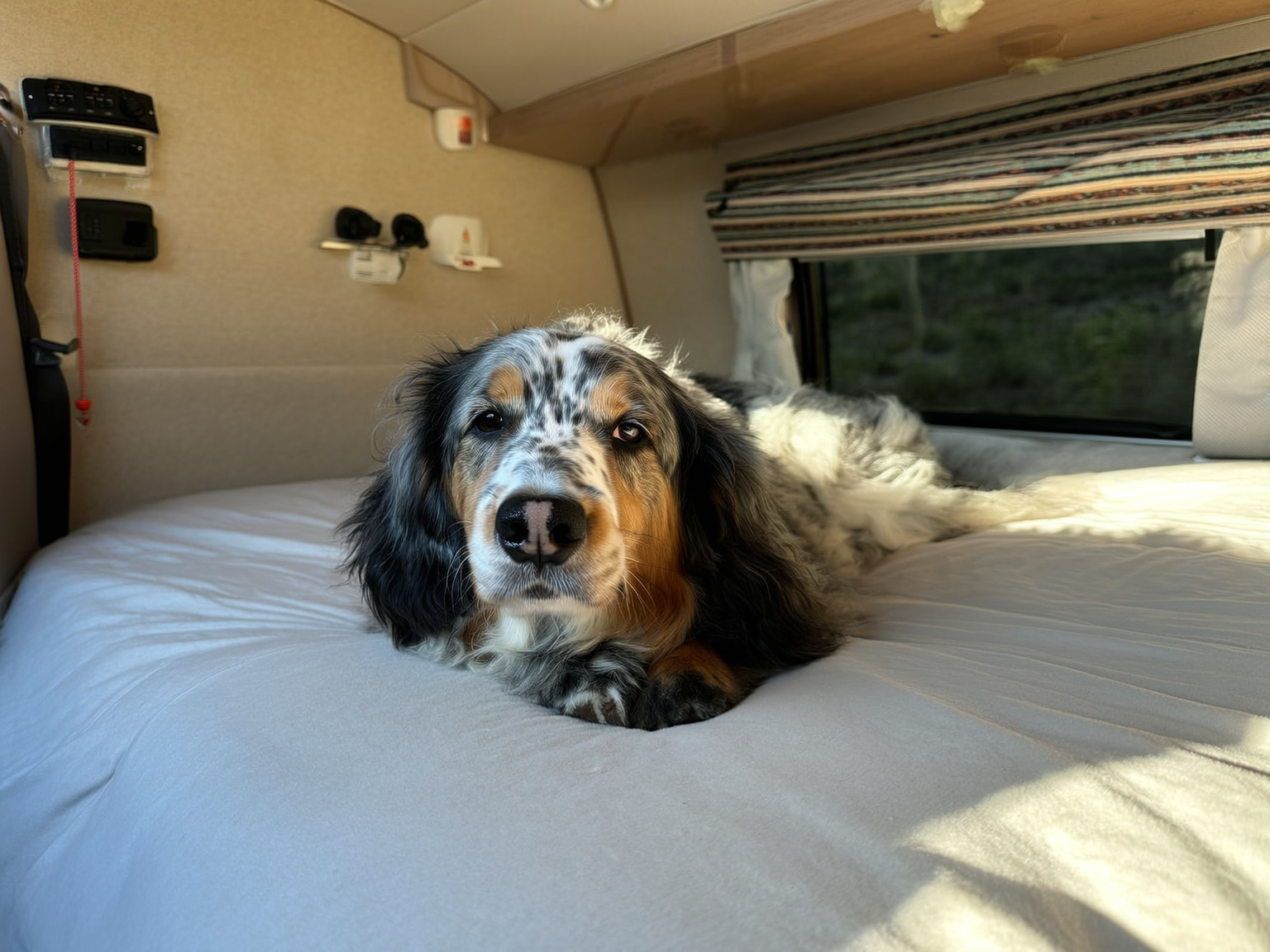 Senior dog resting comfortably inside an RV during a Wyoming road trip